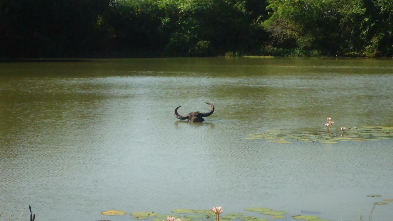 Heina Nature Resort - Eco Home And Yala Safari Kataragama Bagian luar foto